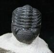 Beautiful Phacops Trilobite #12936-2